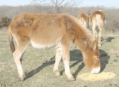 Broke mules hot sale for sale